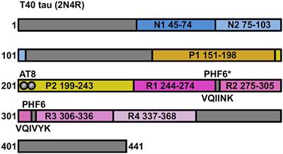 Tau Filament Self-Assembly and Structure: Tau as a Therapeutic Target